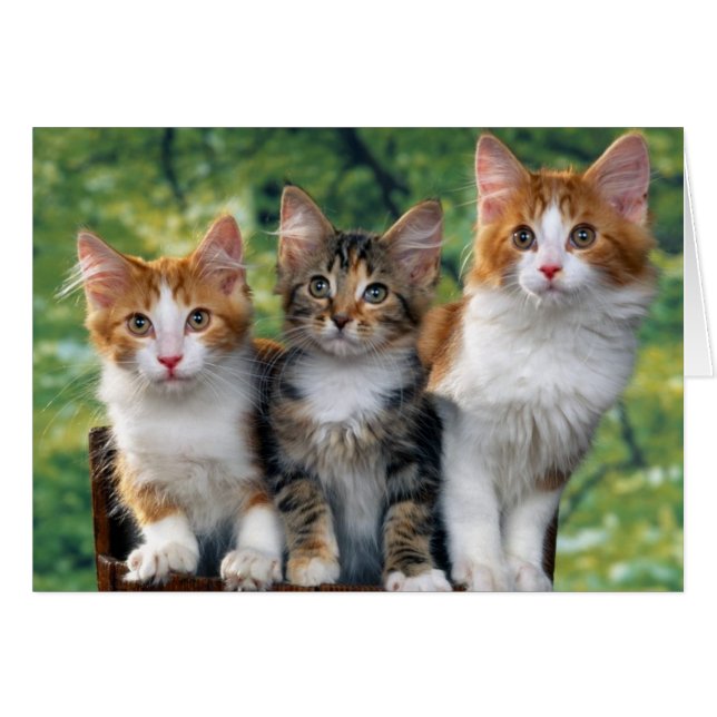 Kittens (Front Horizontal)