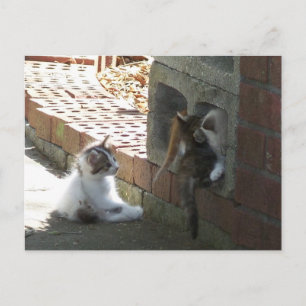 Kittens 050 Post Card