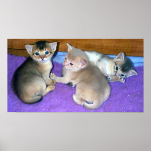 Kittens 3-weeks old Abyssinians Poster