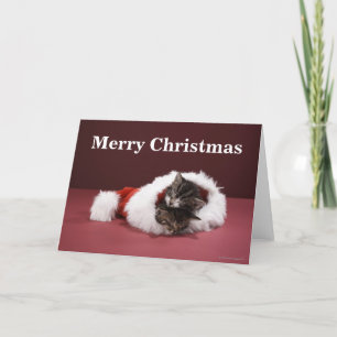 Kittens asleep together in Christmas hat Holiday Card