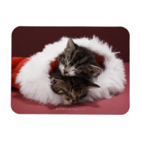 Kittens asleep together in Christmas hat