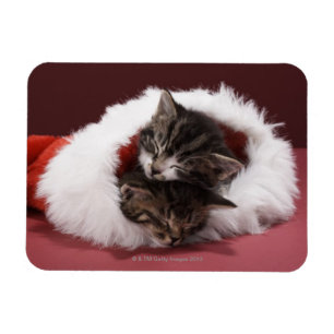 Kittens asleep together in Christmas hat Magnet