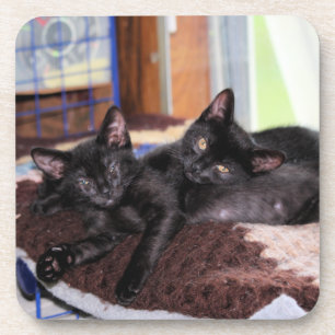 Kittens  coaster