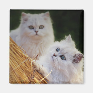 Kittens come play magnet