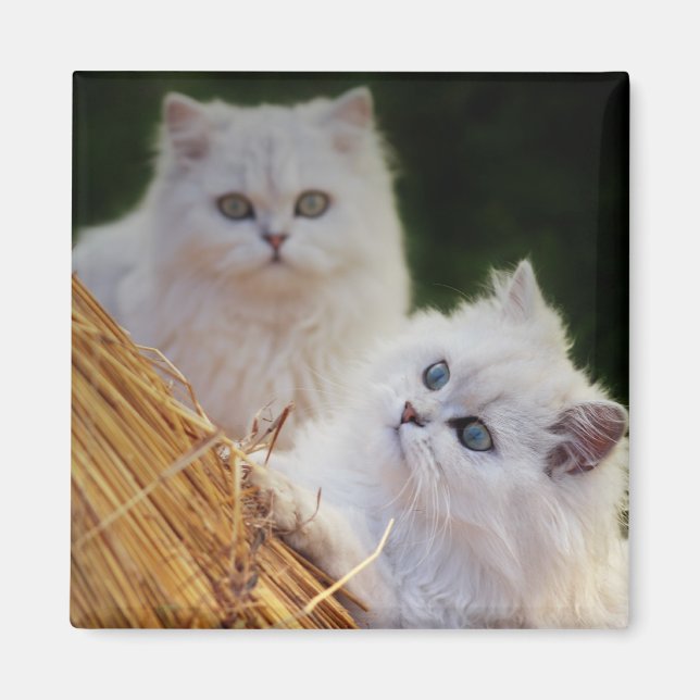 Kittens come play magnet (Front)