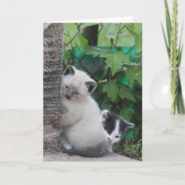 Kittens greeting card (Front)
