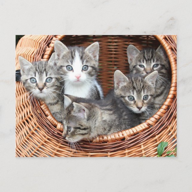 kittens in a basket postcard (Front)