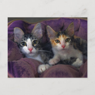 Kittens in a Purple Bed Postcard
