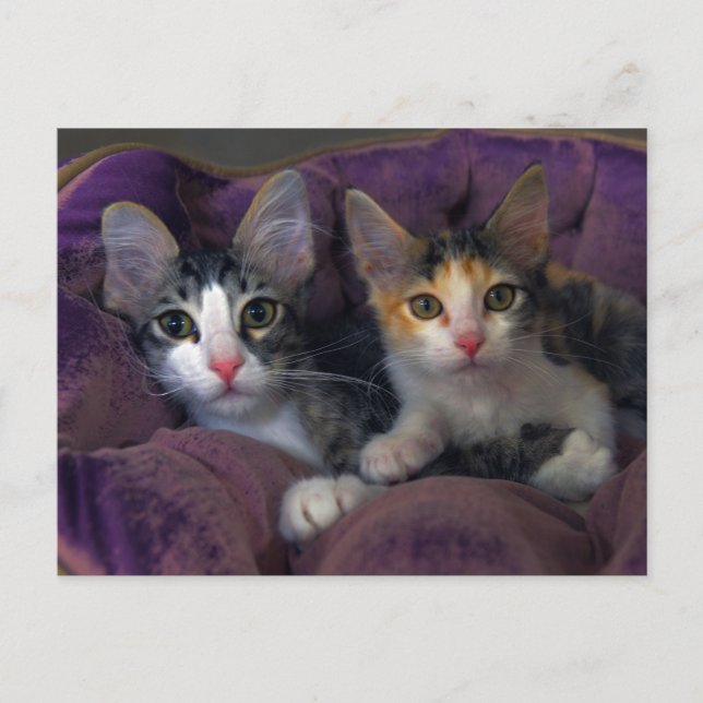 Kittens in a Purple Bed Postcard (Front)
