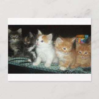 Kittens in a Row Postcard