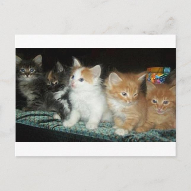 Kittens in a Row Postcard (Front)