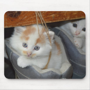 Kittens in a sneaker mouse pad