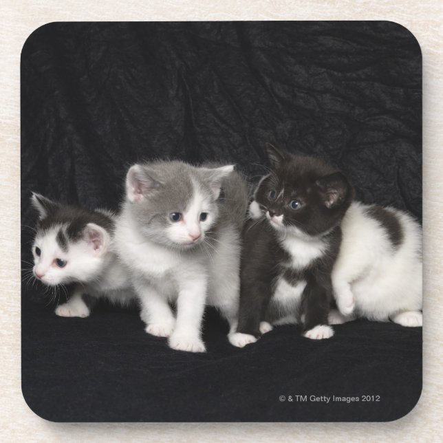 Kittens in a Studio Shot Coaster (Front)