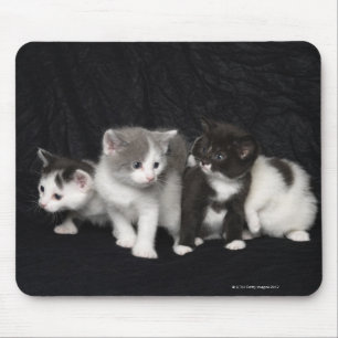 Kittens in a Studio Shot Mouse Pad