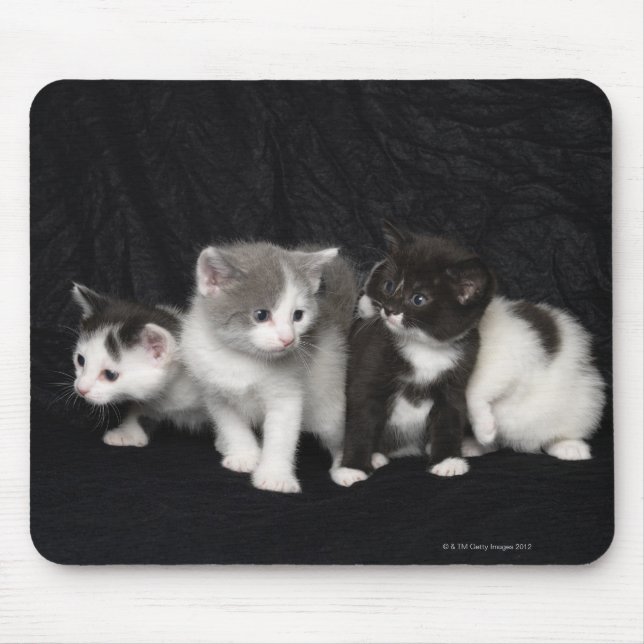 Kittens in a Studio Shot Mouse Pad (Front)
