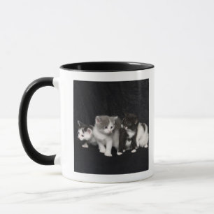 Kittens in a Studio Shot Mug