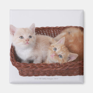 Kittens in basket magnet