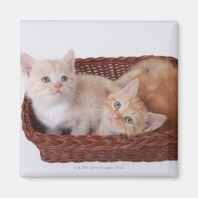 Kittens in basket magnet (Front)