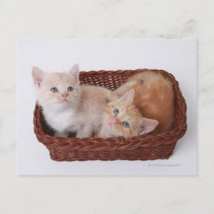 Kittens in basket postcard