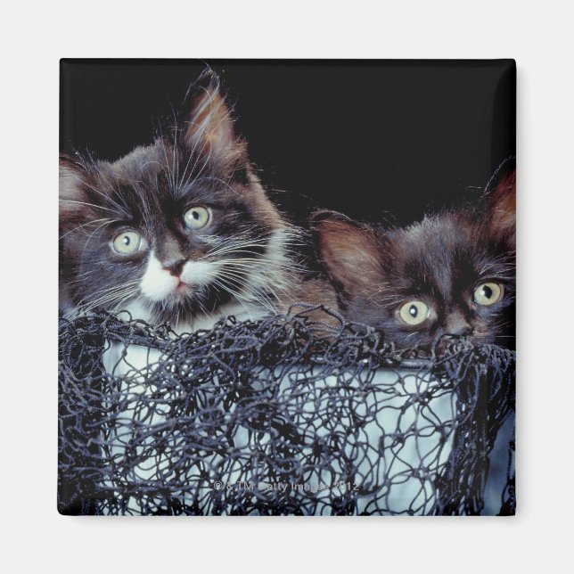 Kittens in container magnet (Front)