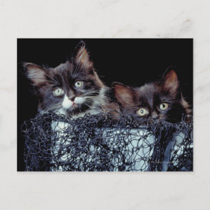 Kittens in container postcard