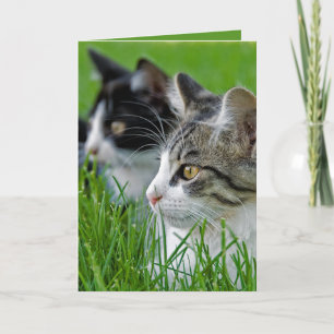 kittens in grass anniversary card