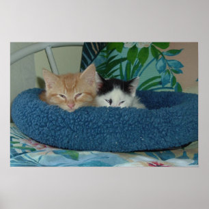 Kittens in Love Poster