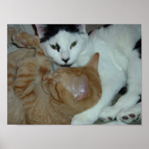 Kittens in Love Poster
