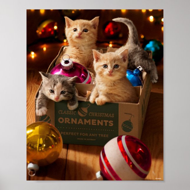Kittens in Ornament Box Poster (Front)