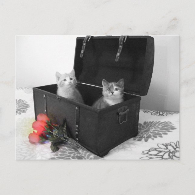 kittens in trunk with flowers postcard (Front)