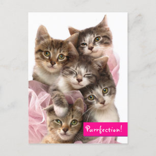 Kittens in Tutus Invitation Postcard
