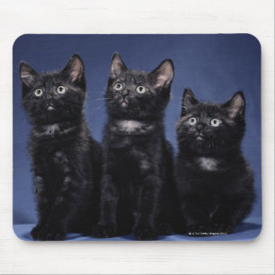 Kittens Mouse Pad