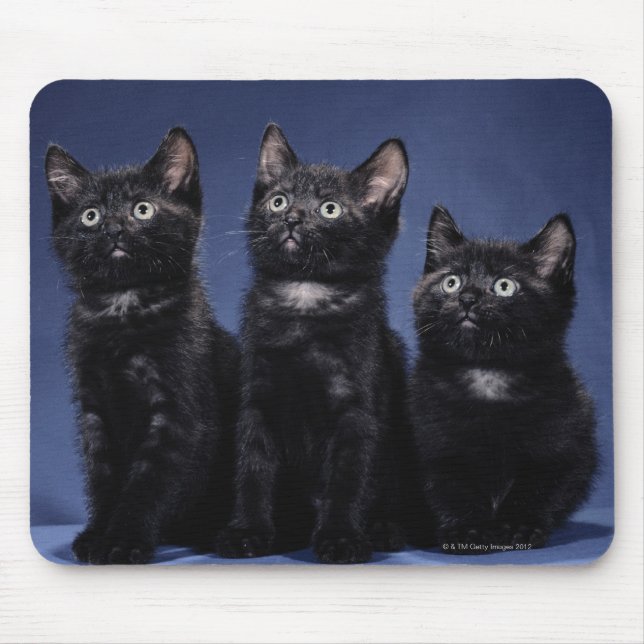 Kittens Mouse Pad (Front)