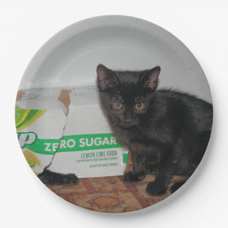 Kittens Paper Plate