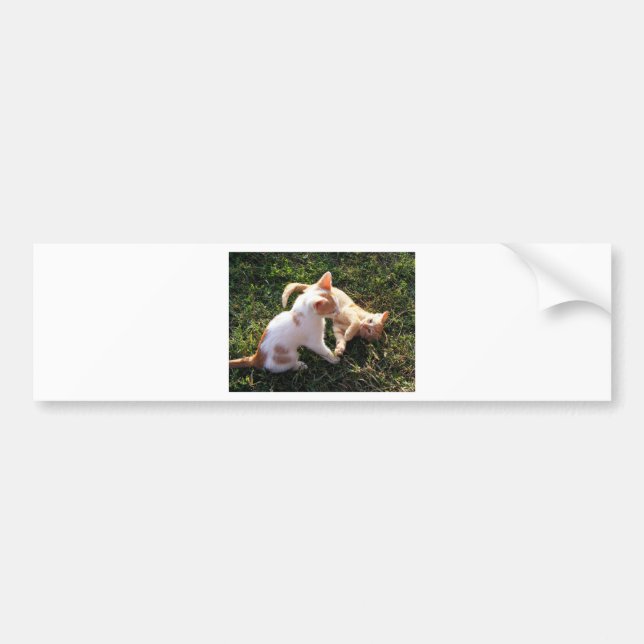 Kittens playing in a garden bumper sticker (Front)