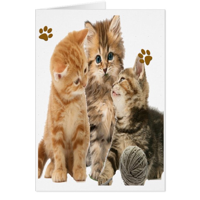 Kittens playing t-shirts (Front)