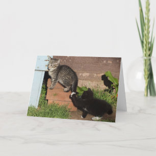 Kittens playing Tag Greeting Card