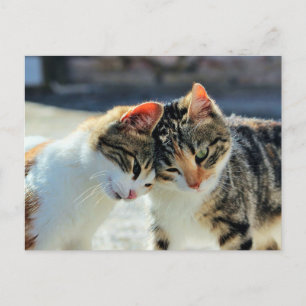 Kittens Postcard