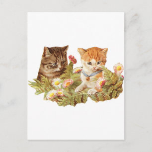 Kittens Postcard