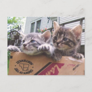 Kittens Postcards