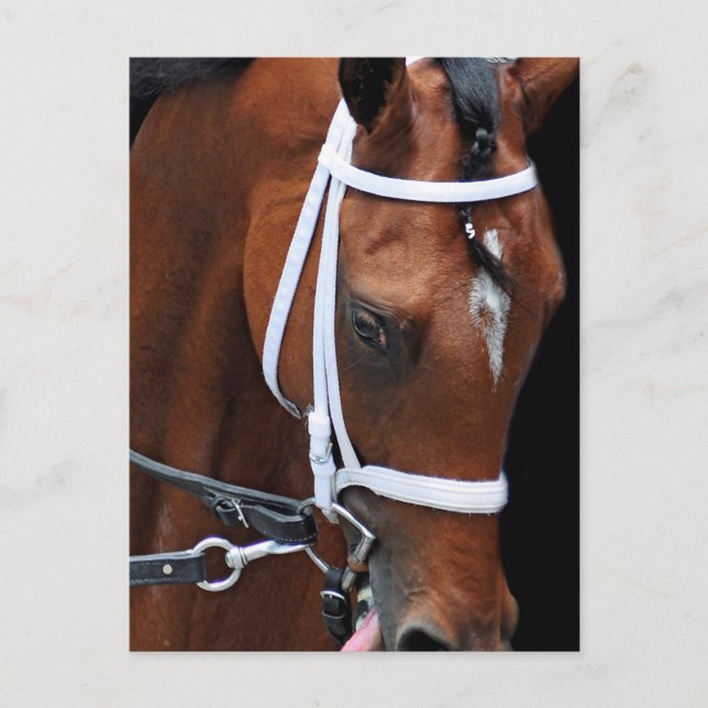 Kitten's Queen by Kitten's Joy Postcard (Front)