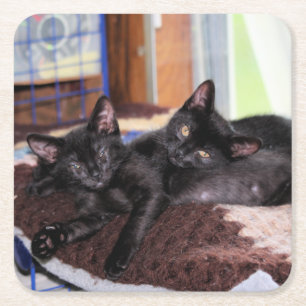Kittens   square paper coaster