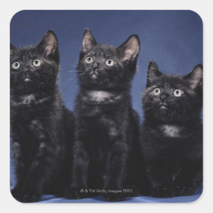 Kittens Square Sticker