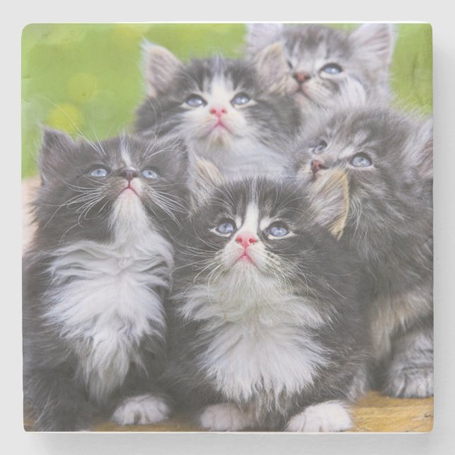 Kittens Stone Coaster (Front)