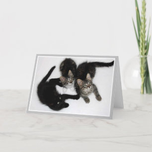 Kittens Thinking of You Card