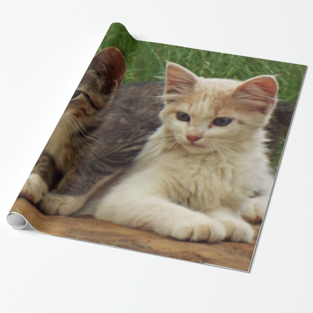 Kittens Wrapping Paper (Unrolled)
