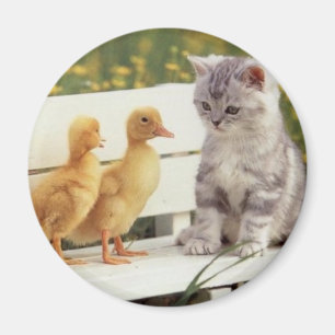 Kitties and Chicks Magnet