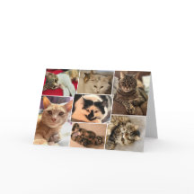 Kitties of Johnston County