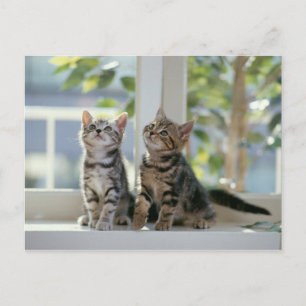 Kitties Postcard