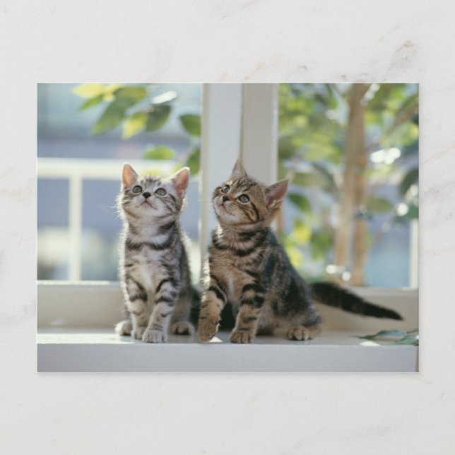 Kitties Postcard (Front)